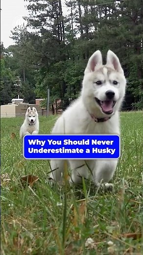 Why You Should Never Underestimate a Husky