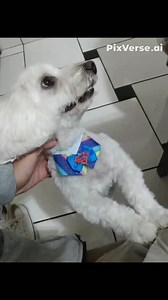 #trend #microwave #funny #dogs | Rambo Acre Memes