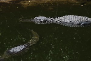 Fact check: Is Clavicular being investigated over alligator shooting video?