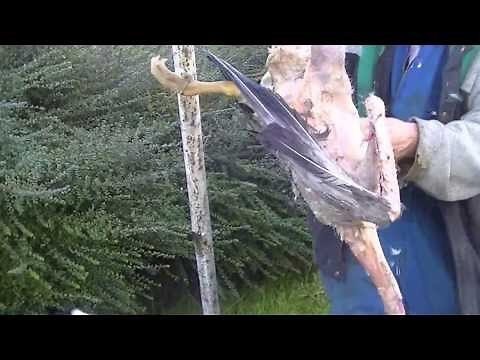 Comment plumer une volaille? Technique simple