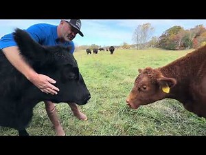 New Calf on the Farm?! 🤣 You Won’t Believe What Happens Next | Midwest Homesteading