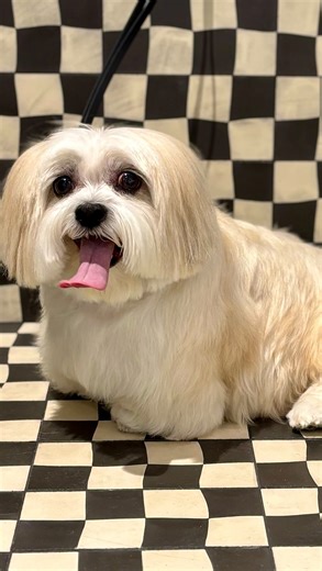 Let us explain… We opened up Forbes Grooming earlier this year, but we’re not newbies to the grooming space. Jason, co-owner and husband, has a successful grooming business here in South Orange County for 10 years. Then, Forbes Grooming came into fruition, a luxury grooming salon built from both of our passions: grooming interior design. It was truly a labor of love, and we are honored to share it with you and your fur babies. ❤️ We’re located in Laguna Niguel, right off of the Crown Valley free