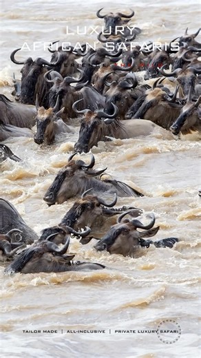 Wildebeest Migration | Mara River | Tanzania-Kenya Border. | Magical Africa
