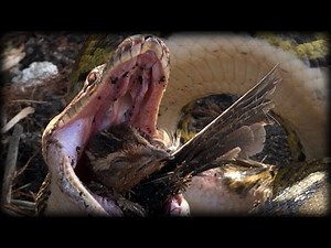 Python eats Bird 03 - Python Eats Bird Alive - Music
