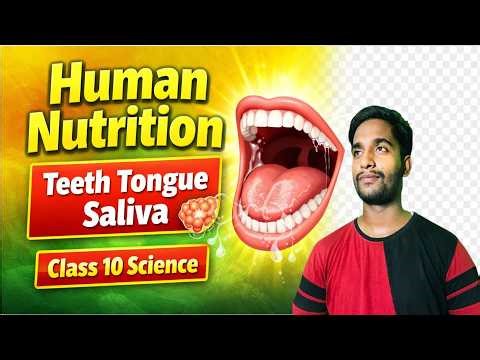 Human Nutrition | Teeth, Tongue & Saliva Explained | Class 10 Science Chapter 1