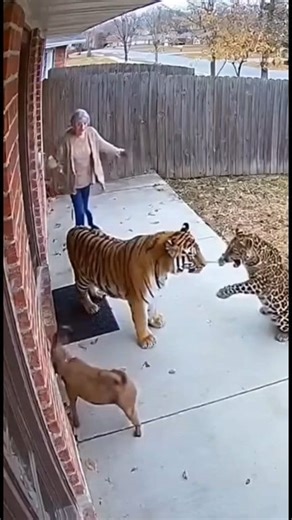 Tiger and leopard meet by chance, preparing to attack #naturalwildlife #tiger #dog #leopard | Natural Wildlife