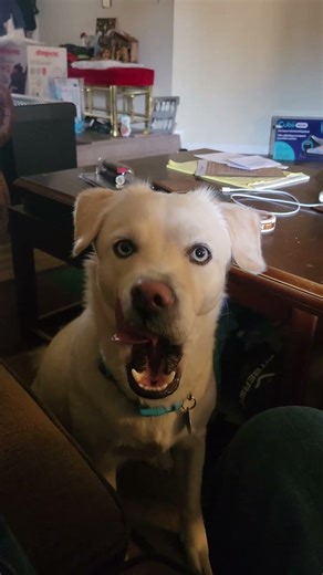 Dog stares directly at camera like he knows something 👀 #animals #shorts
