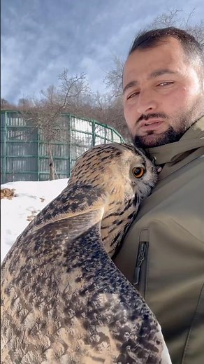 Owls are just cats with wings; they love to snuggle#Owl#love#funny#drama#fyp#foryou