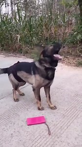 17M views · 599K reactions | Smart Dog Repays Thanks !!! | Angel Angel | Facebook