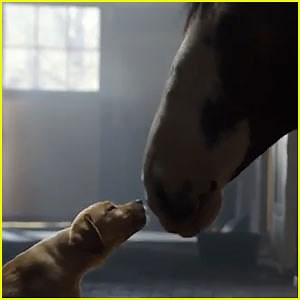 Budweiser ‘Puppy Love’ Super Bowl Commercial 2014 (Video)