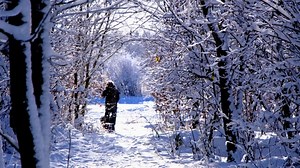 Tibet, Terrier, Dog, Snow