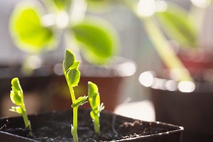 When To Put Light On Germinated Seeds  - Grower Today