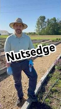 How to Control Nutsedge