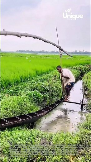 Traditional irrigation: using a water pump to irrigate a rice field