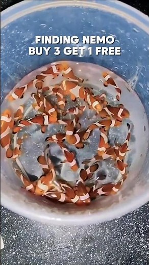 🐠 Finding Nemo Promo! 🎉🧡 Buy 3, Get 1 Free! 🌊