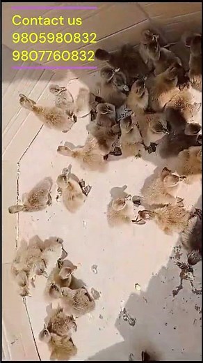 Khaki Campbell Duck Farming in Nepal. #birds #duckfarming #khaki #birdslover #duckfarmingbusiness