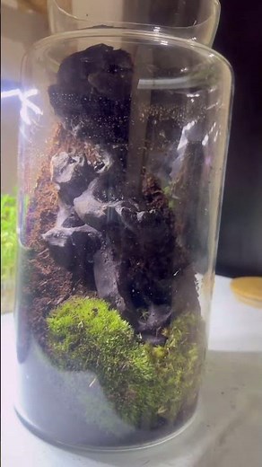 Terrarium Making Step by Step | Easy DIY Mini Garden at Home
