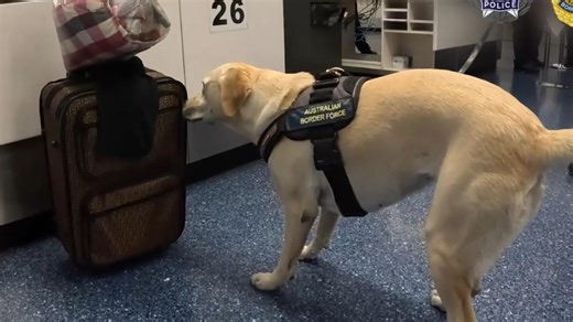 Alleged drug bust at Sydney Airport
