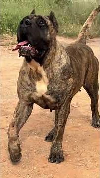 The most DANGEROUS dog in the world? 😱🐶 The Presa Canario