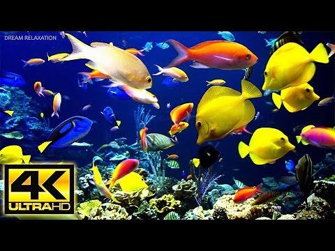 Acuario 4K VIDEO - Hermosos peces de arrecife de coral - Música de meditación relajante para dormir