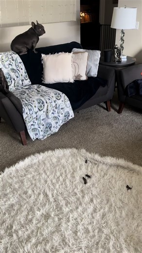 You walk out of the kitchen and your dogs are acting innocent… but the carpet says otherwise. 💀 #frenchie#accident #frenchiemom #caughtredhanded #guiltydog