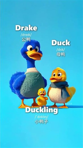 听听歌看看动画，一起学动物的各种英语单词和读法~ 一起快乐英语启蒙~ #englishforkids #englishsongs
