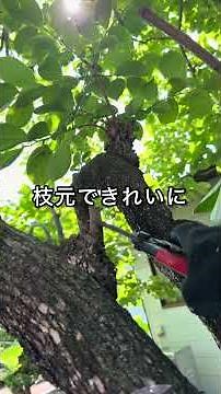 Pruning a persimmon tree: just remember this #gardening #gardeningtips #shorts