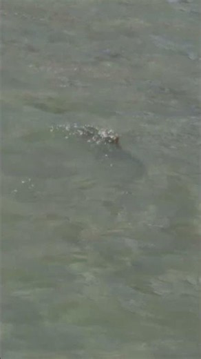 부산 바다 낚시 구경 🎣 월척이다!!!신기방기