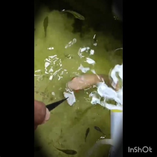 Oscar fish aggressiveness #fishspecies