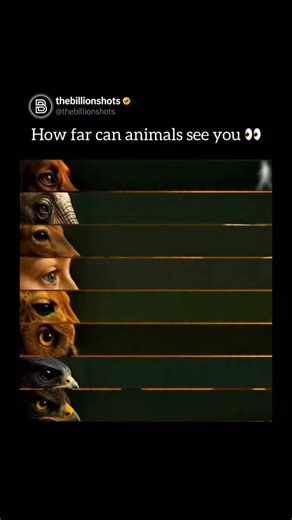 The Billion Shots™ on Instagram: "This comparison shows how different animals recognize a human as a human, not just as movement. It focuses on body shape recognition, which depends on visual sharpness, contrast sensitivity, and how well an animal’s brain interprets patterns. The distances mentioned are approximate, not exact measurements. They combine known limits of animal vision with real-world factors like lighting, background clutter, atmospheric blur, and motion cues. In essence, it highli