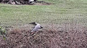 Saltie at Flying Fish Point raises concern