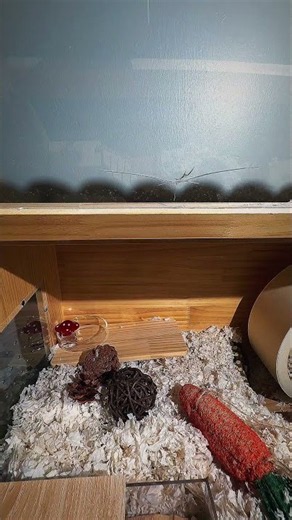 Building My Hamster’s Dream Enclosure 🐹🏡