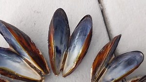 California Mussel Shells, Pairs of Real Wild Mussel Shells, California Coast Bivalves, for Crafting, Display, Homeschooling, Marine Study - Etsy