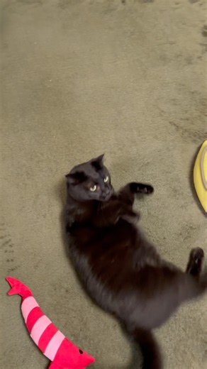 【黒猫のニャンちゃん】全力で嬉しさを表現するかわいい獣、ニャン男 #blackcat #cat #保護猫 #猫のいる暮らし #ねこ #猫のいる生活 #猫好きさんと繋がりたい #黒猫