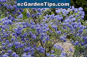 Privet Hedge Tips 🌱 Tips Gartnere - No.ezGardenTips.com