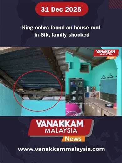 King cobra found on house roof in Sik, family shocked #latest #vanakkammalaysia #Kingcobra #found #house #roof #Sik #family #shocked #trendingnewsmalaysia​ #malaysiatamilnews​ #fyp​ #vmnews​ #foryoupage