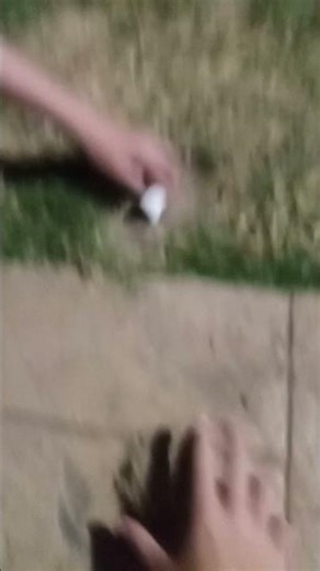 our ladybug *childhood* died! were buring her rn