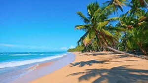 Amazing sandy palm beach and turquoise sea water background. Caribbean beach and sky. Tall palm trees on the wild large beach of the island. Summer holidays in beautiful nature. Azure sea.
