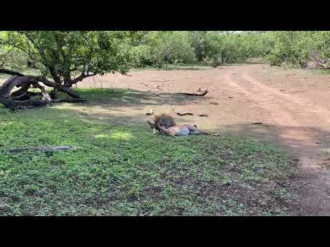Incredible footage of a female leopard killing a pregnant impala