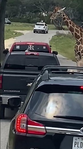 WATCH: Giraffe grabs 2-year-old trying to feed it at Texas safari, lifting her out of truck #shorts