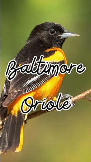 The state bird of Maryland is the...