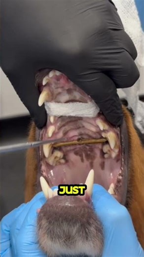 This Dog Couldn’t Eat… What the Vet Found in Her Mouth Was Painful. 😳🐶