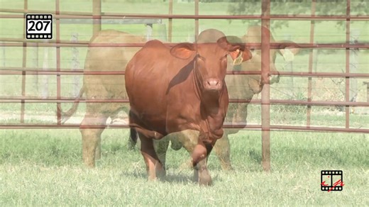 It’s sale week! An awesome set of heifers will lead off the offering starting at 11:00am on October 18 in Brenham, Texas. https://beefmasterbullsale.com/texas-sale/ | Beefmaster Bull Sale