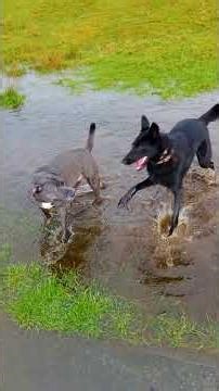 Puppy Puddle Party - Playful Dogs Enjoy Splashing in the Rain!