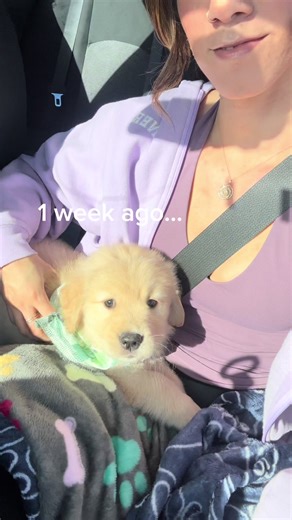 Golden Retriever Puppy Growth: Adorable Changes Overnight