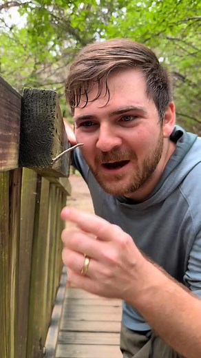 Prop hunt final boss #caterpillar #fyp #foryoupage #asmr #insect #foryou #love #inchworm #animals | Jacksworldofwildlife