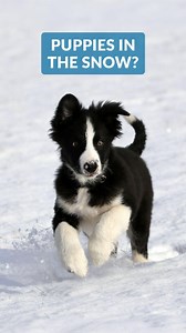 1.8K views · 12 reactions | Puppy's First Snow Day! ❄️ Instructor...