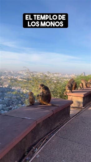 Viaje a India on Instagram: "El Templo de los Monos (Galta Ji) 🐒✨ Uno de los lugares más escondidos y auténticos de Jaipur, rodeado de montañas, historia y espiritualidad. Si quieres descubrir rincones secretos de la India y vivir una experiencia real, viaja con la recomendación de India’s Invitation 🇮🇳 👉 Síguenos para más lugares ocultos, consejos de viaje y rutas únicas por la India. . . . . . . . viajar a India templo de los monos Monkey Temple Jaipur Galta Ji Jaipur templo Galta Ji Jaipu