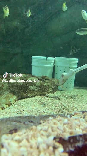 Wobbegong Feeding Time at Sydney Aquarium