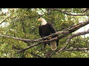 SWAROVSKI OPTIK ATX / STX modular